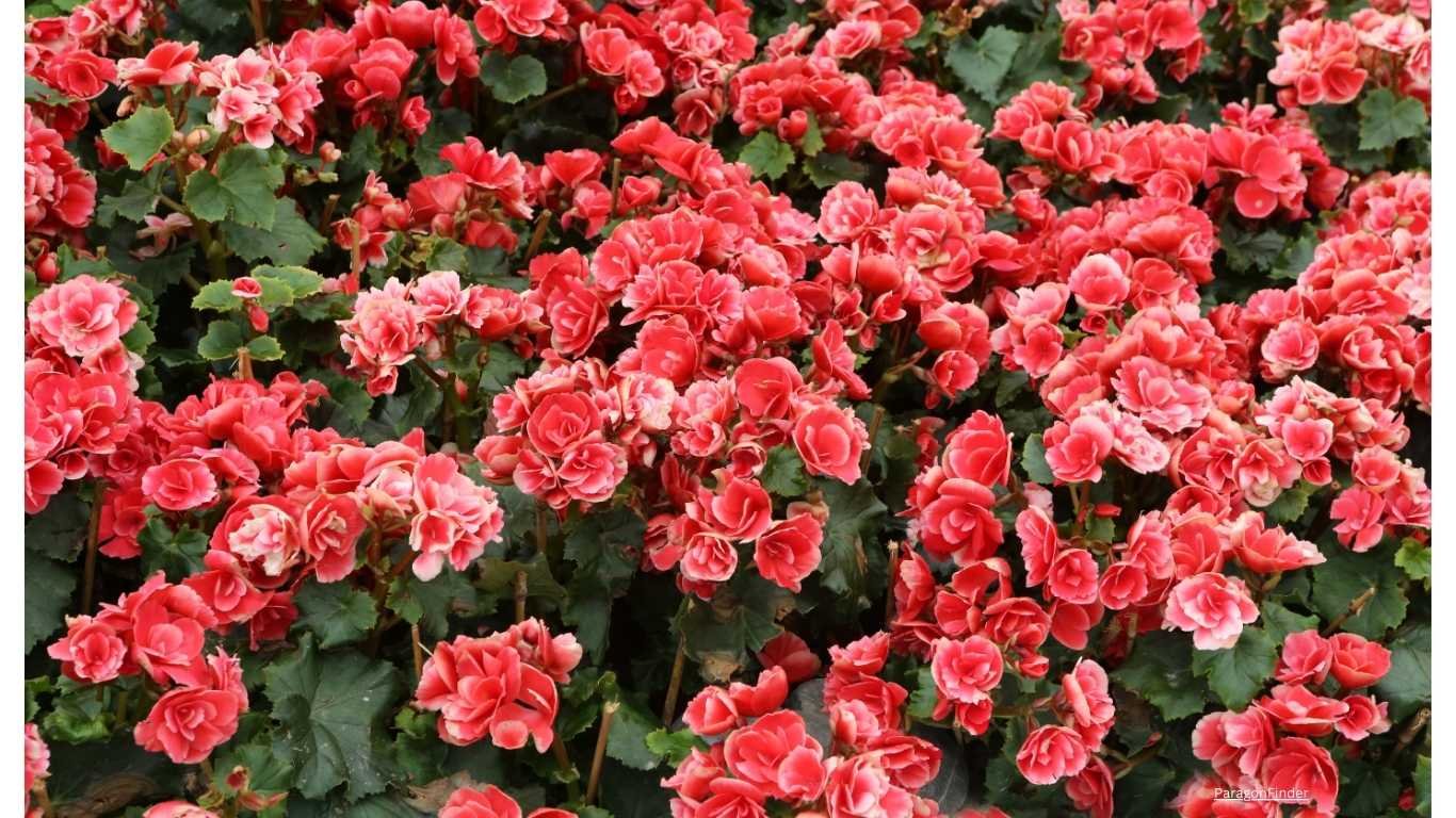 10 pastel coloured flowering plants for your balcony