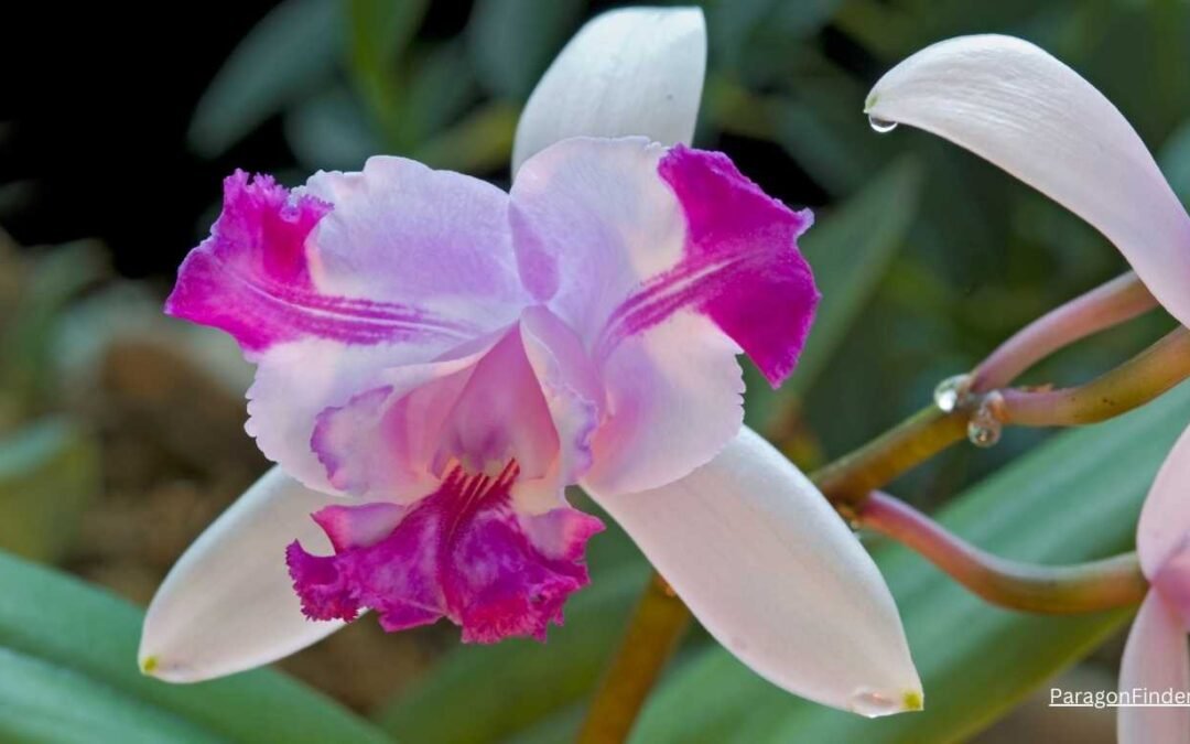 Flower Part Identification