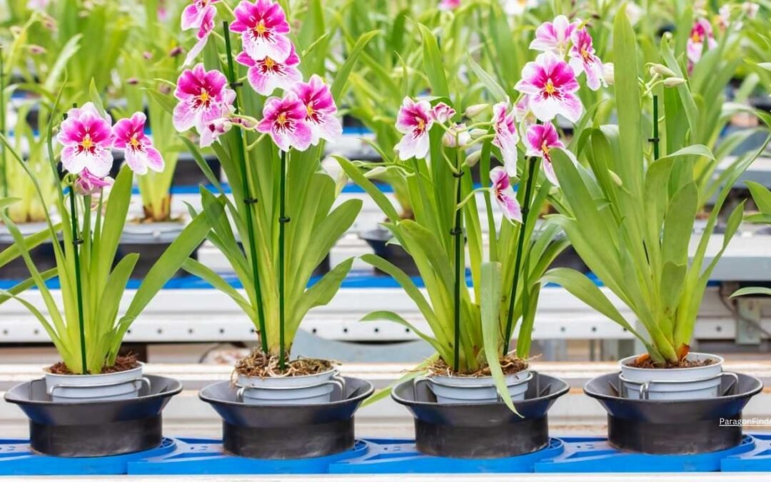 Full sun annuals that bloom all summer in pots?