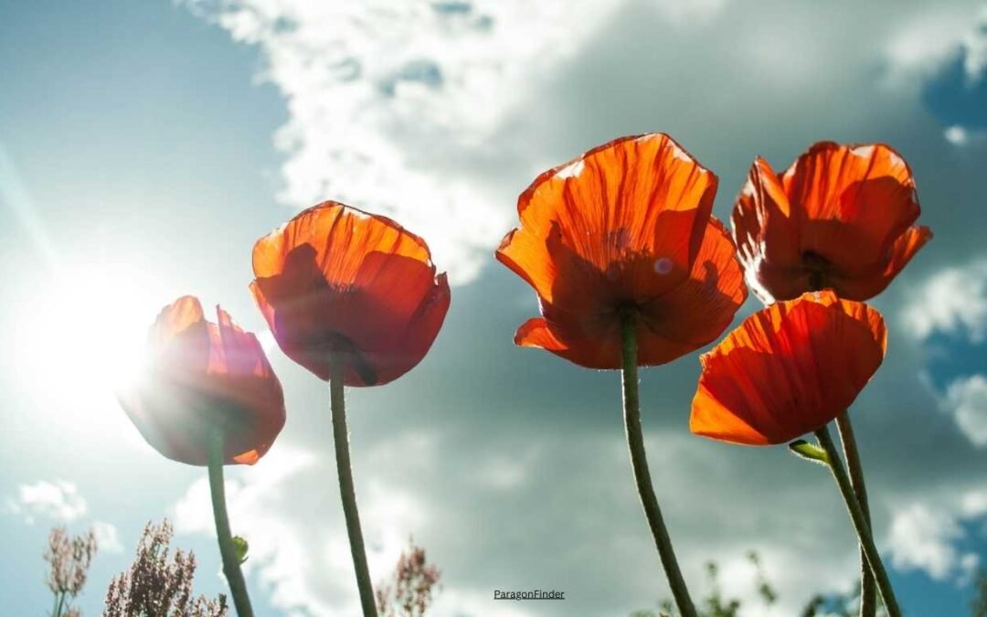 Full sun flowers that bloom all summer