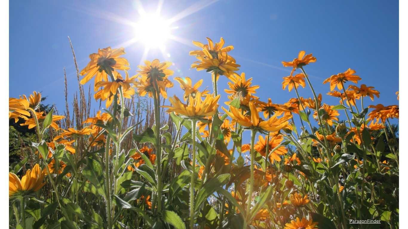 Full sun flowers that bloom all summer