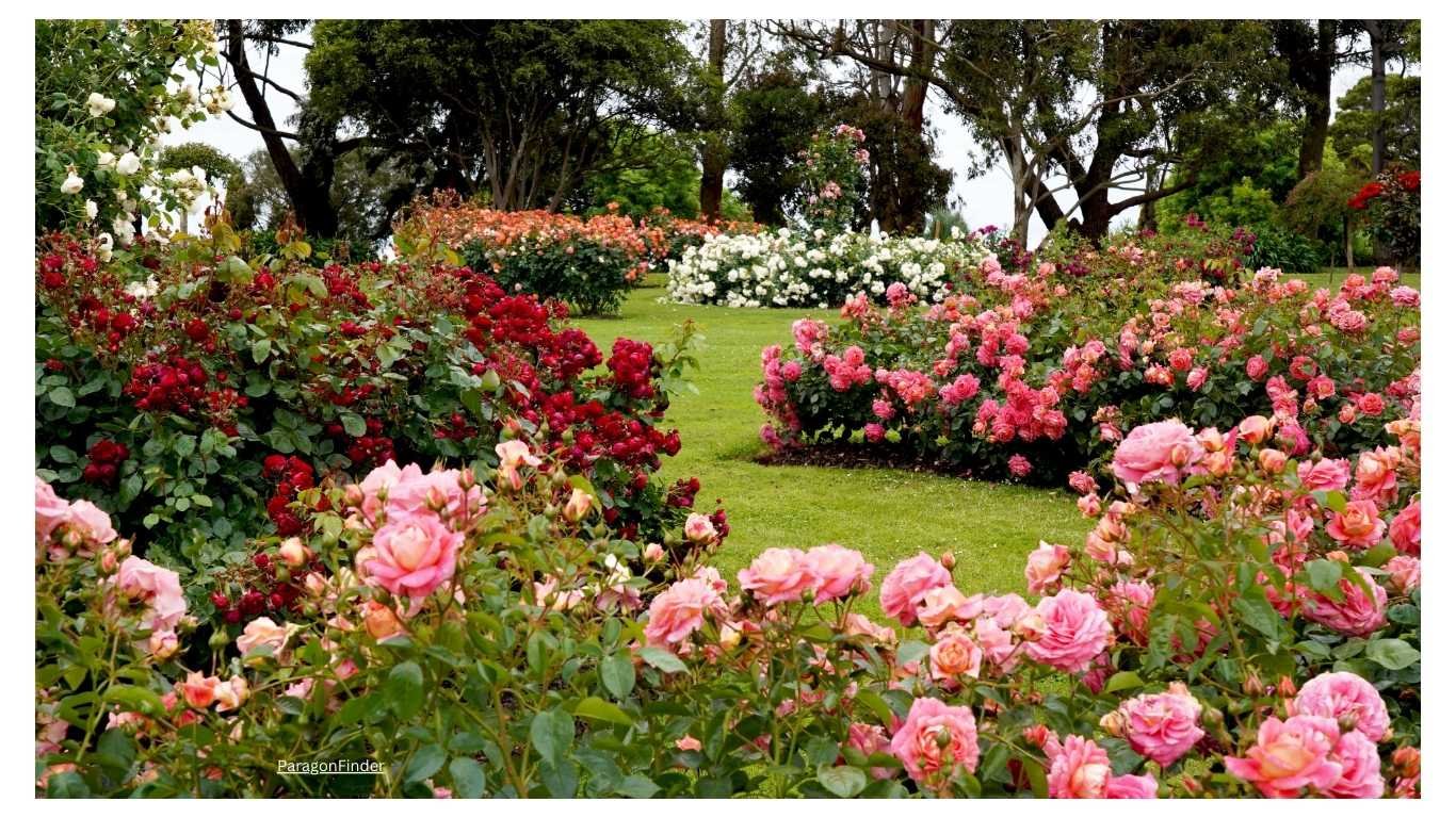 Grow Roses from Rose Hips Endless Rose Plants Grow Roses from Rose Hips: Endless Rose Plants