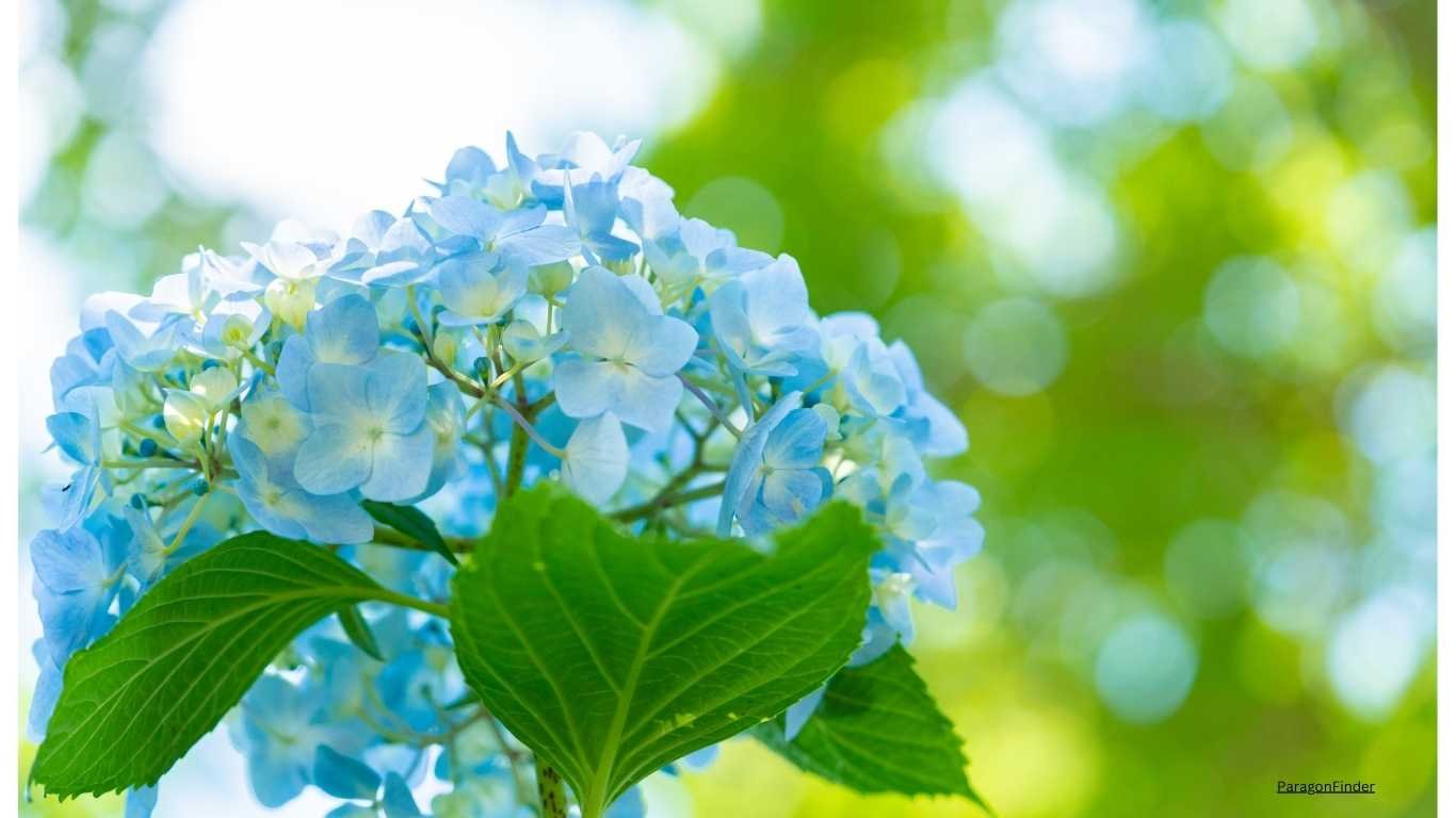 10 pastel coloured flowering plants for your balcony