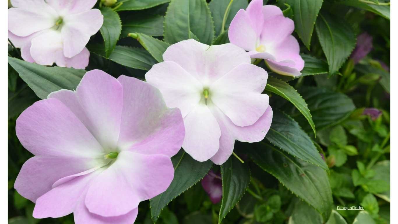 10 pastel coloured flowering plants for your balcony