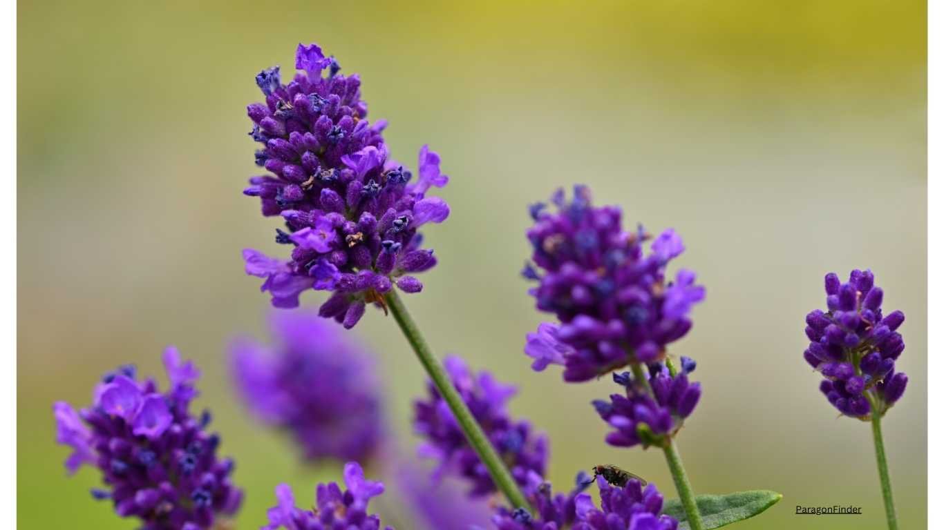 10 pastel coloured flowering plants for your balcony