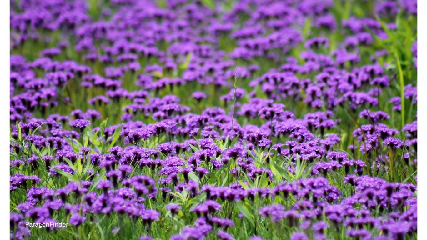 Purple wildflower identification