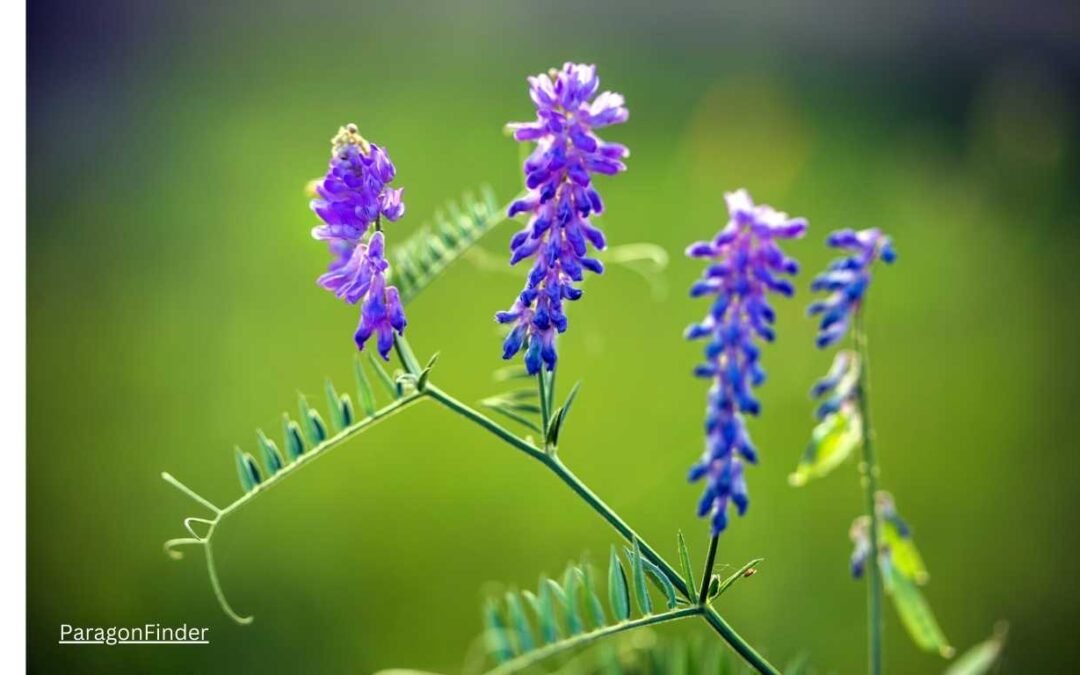 Purple wildflower identification