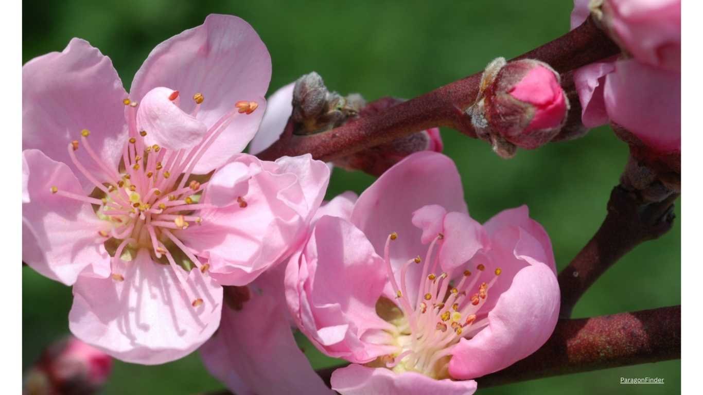 10 pastel coloured flowering plants for your balcony