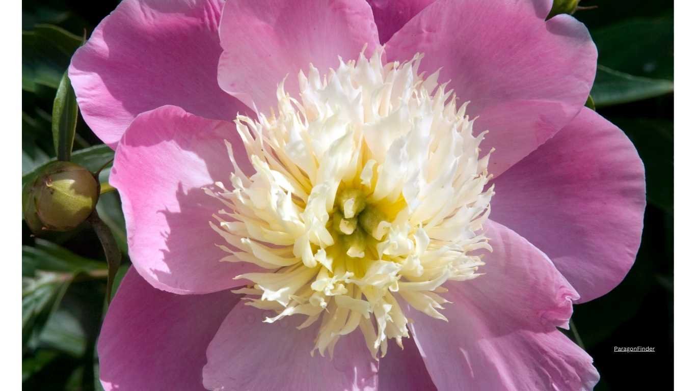 10 pastel coloured flowering plants for your balcony