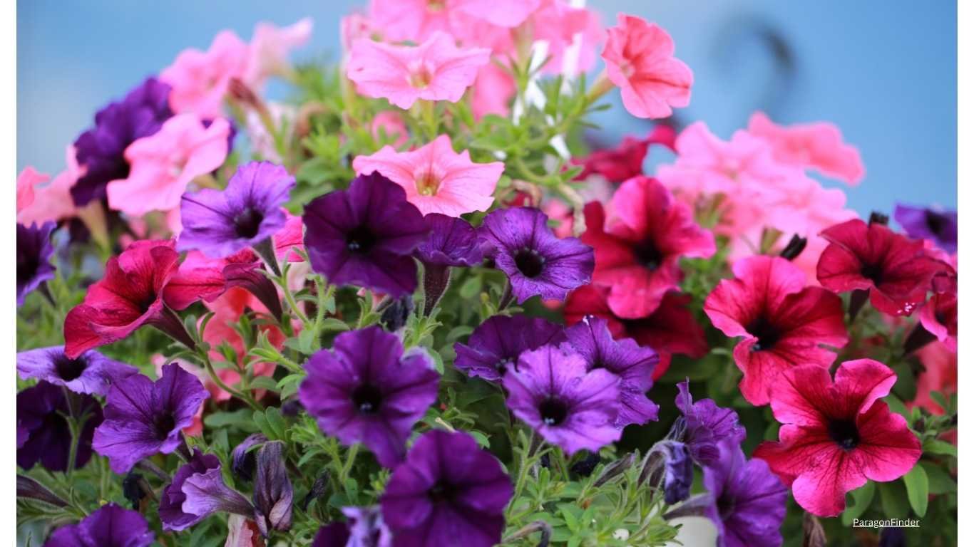 10 pastel coloured flowering plants for your balcony