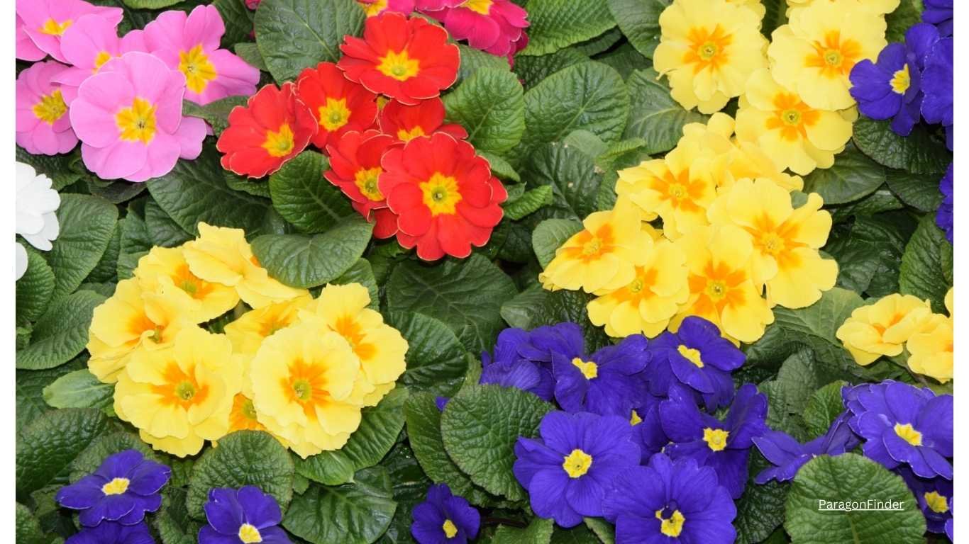 10 pastel coloured flowering plants for your balcony