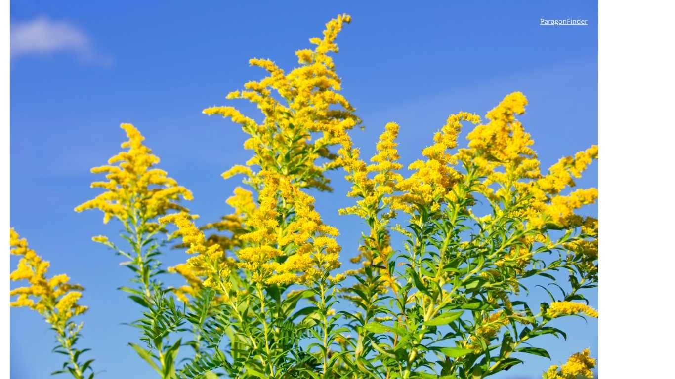 Sun-loving flowering plants