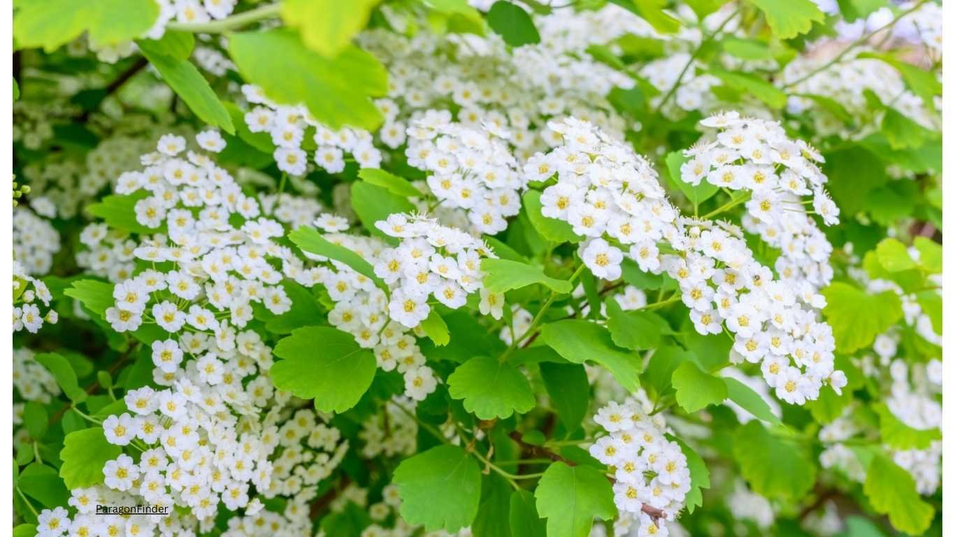 10 pastel coloured flowering plants for your balcony