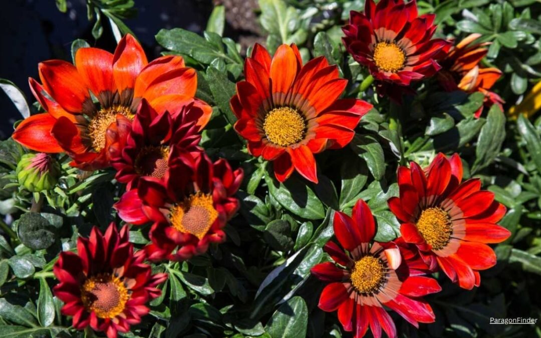 What is an angiosperm?