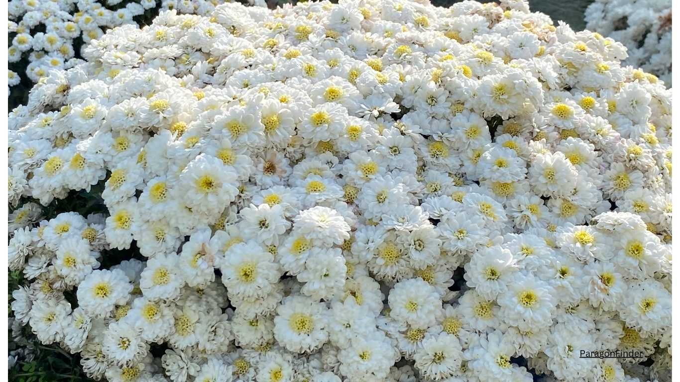 white chrysanthemum flower benefits White Chrysanthemum flower benefits
