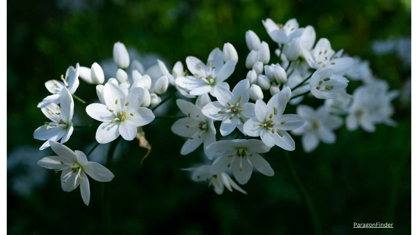 Fertilize Jasmine for Healthy Blooms