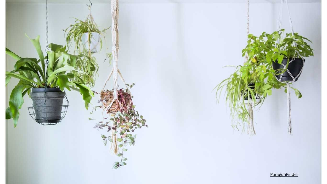 Top 15 Beautiful Hanging Plants for home Top 15 Beautiful Hanging Plants for home